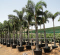 Wodyetia Bifurcata "Foxtail Palm" ثعلب النخيل - Greensouq - 
