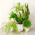 Indoor Plant Bundle / Workspace Plant Bundle - Greensouq -