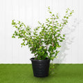 Wrightia Milky Way - Greensouq - 