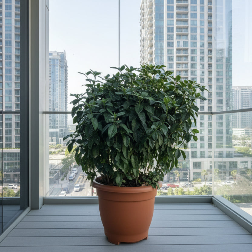 XL Gardenia Jasminoides "Cape Jasmine" ياسمين (Outdoor) in Terracotta Pot 80 - 100cm - Greensouq - 