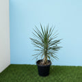 Yucca Filifera "Yucca Aloifolia" - Greensouq - 