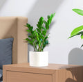 Zamioculcas Zamiifolia, Zanzibar Gem or ZZ Plant - Greensouq - 