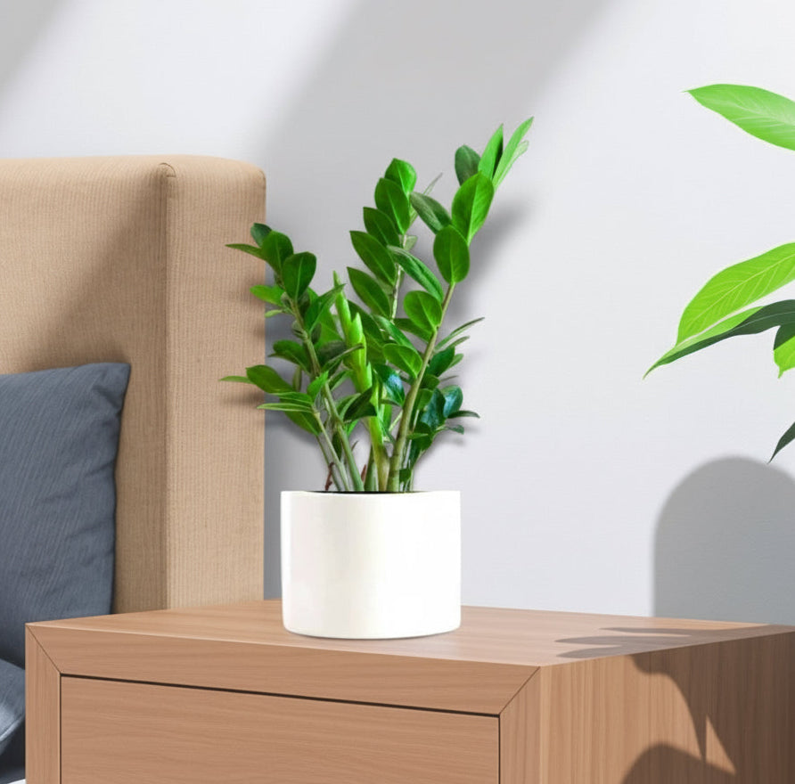 Zamioculcas Zamiifolia, Zanzibar Gem or ZZ Plant - Greensouq - 