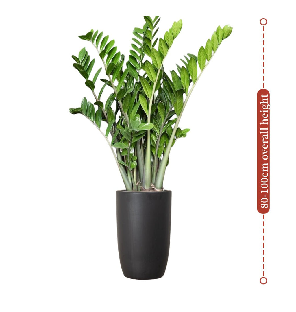 Zamioculcas Zamiifolia, Zanzibar Gem or ZZ Plant - Greensouq - 