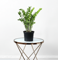 Zamioculcas Zamiifolia, Zanzibar Gem or ZZ Plant - Greensouq - 