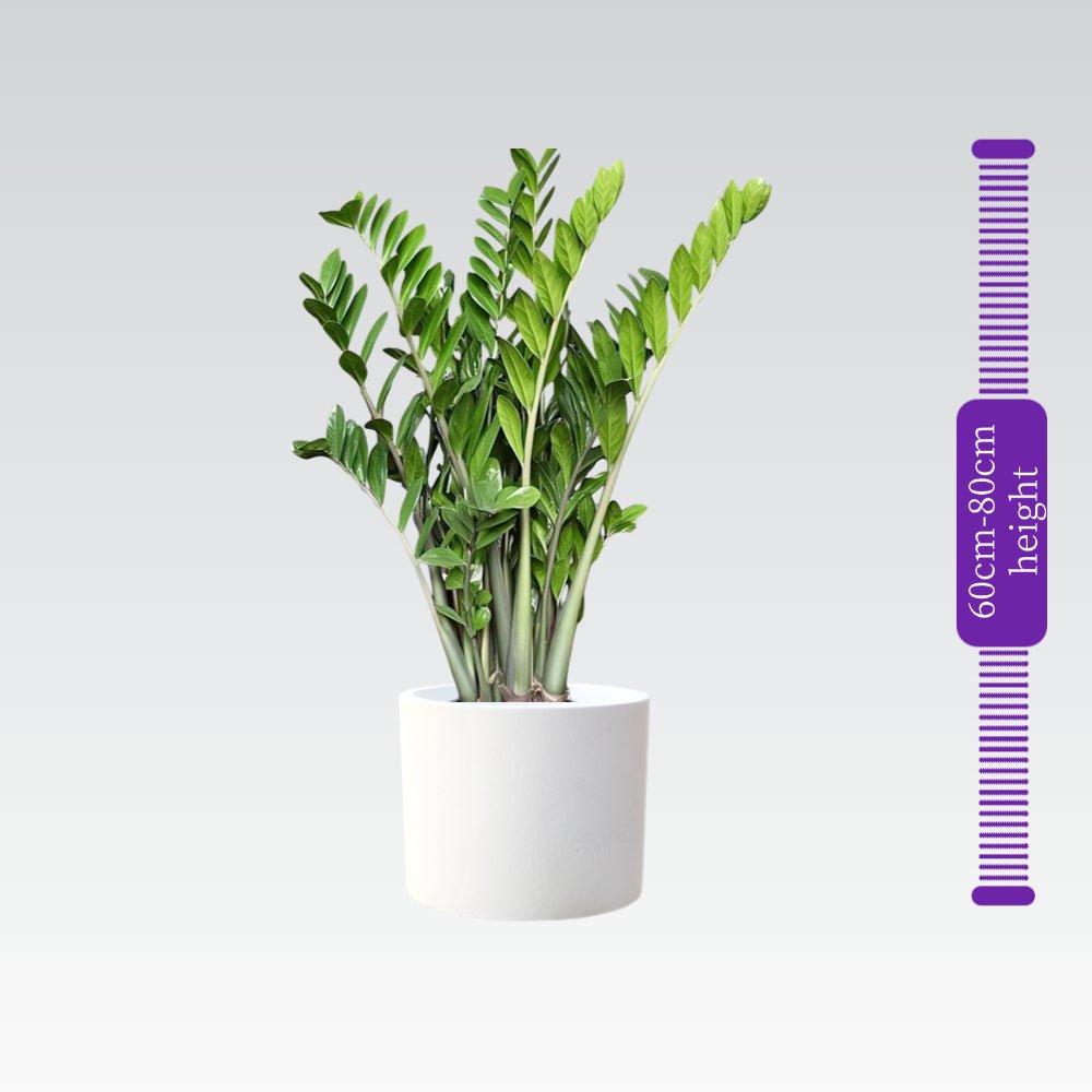 Zamioculcas Zamiifolia, Zanzibar Gem or ZZ Plant - Greensouq - 
