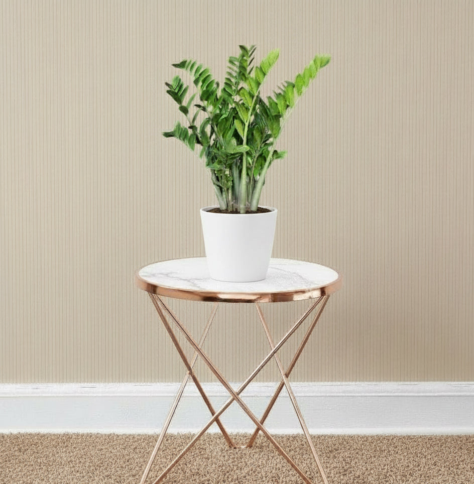 Zamioculcas Zamiifolia, Zanzibar Gem or ZZ Plant - Greensouq - 