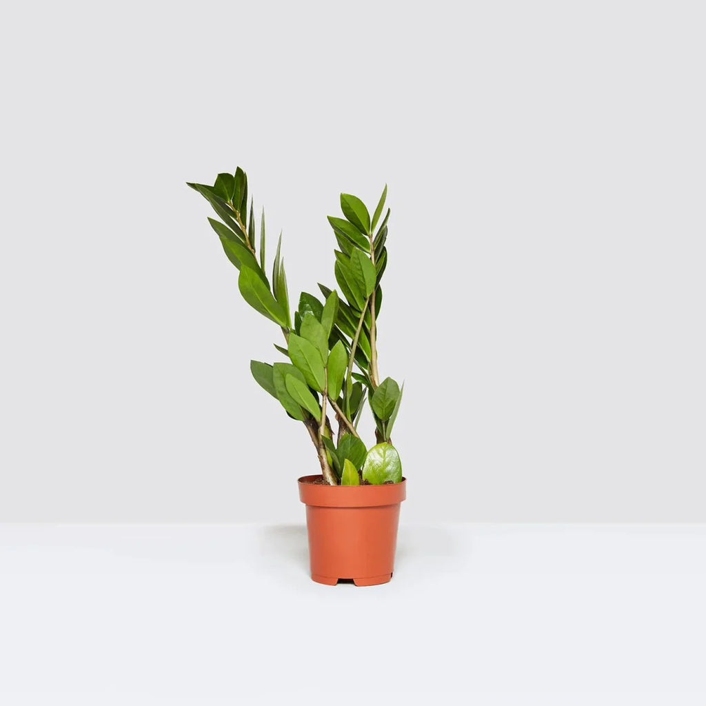 Zamioculcas Zamiifolia, Zanzibar Gem or ZZ Plant - Greensouq - 