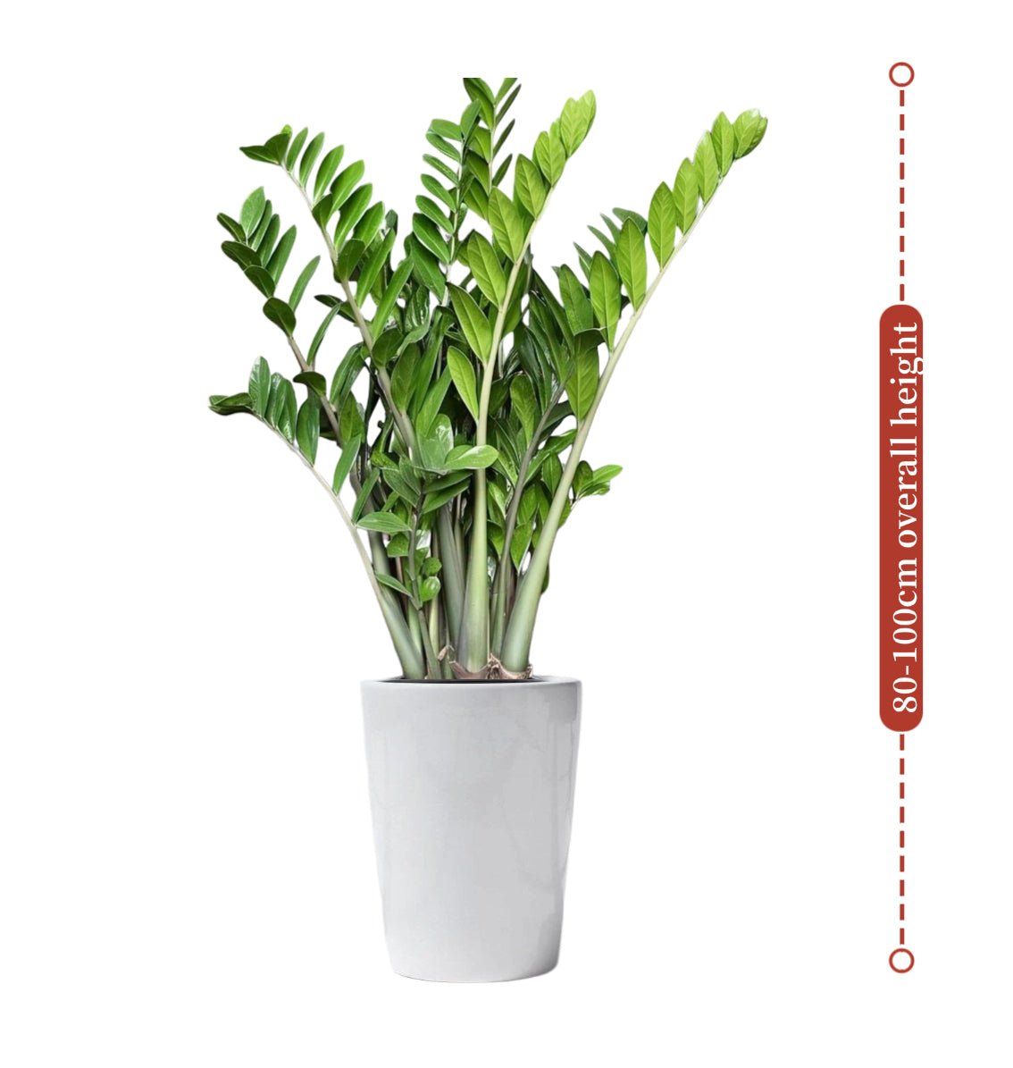Zamioculcas Zamiifolia, Zanzibar Gem or ZZ Plant - Greensouq - 