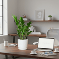 Zamioculcas Zamiifolia, Zanzibar Gem or ZZ Plant in Ceramic Pot - Greensouq - 