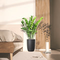 Zamioculcas Zamiifolia, Zanzibar Gem or ZZ Plant in Ceramic Pot - Greensouq - 