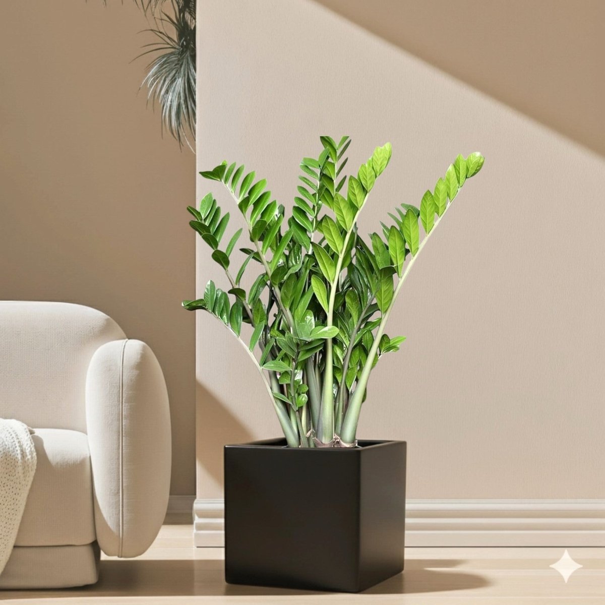 Zamioculcas Zamiifolia, Zanzibar Gem or ZZ Plant in Grp Square Pot 30x30 - Greensouq - 