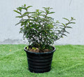 Lemon Pepper Plant | Zanthoxylum Odorum 30 - 50cm - Greensouq -