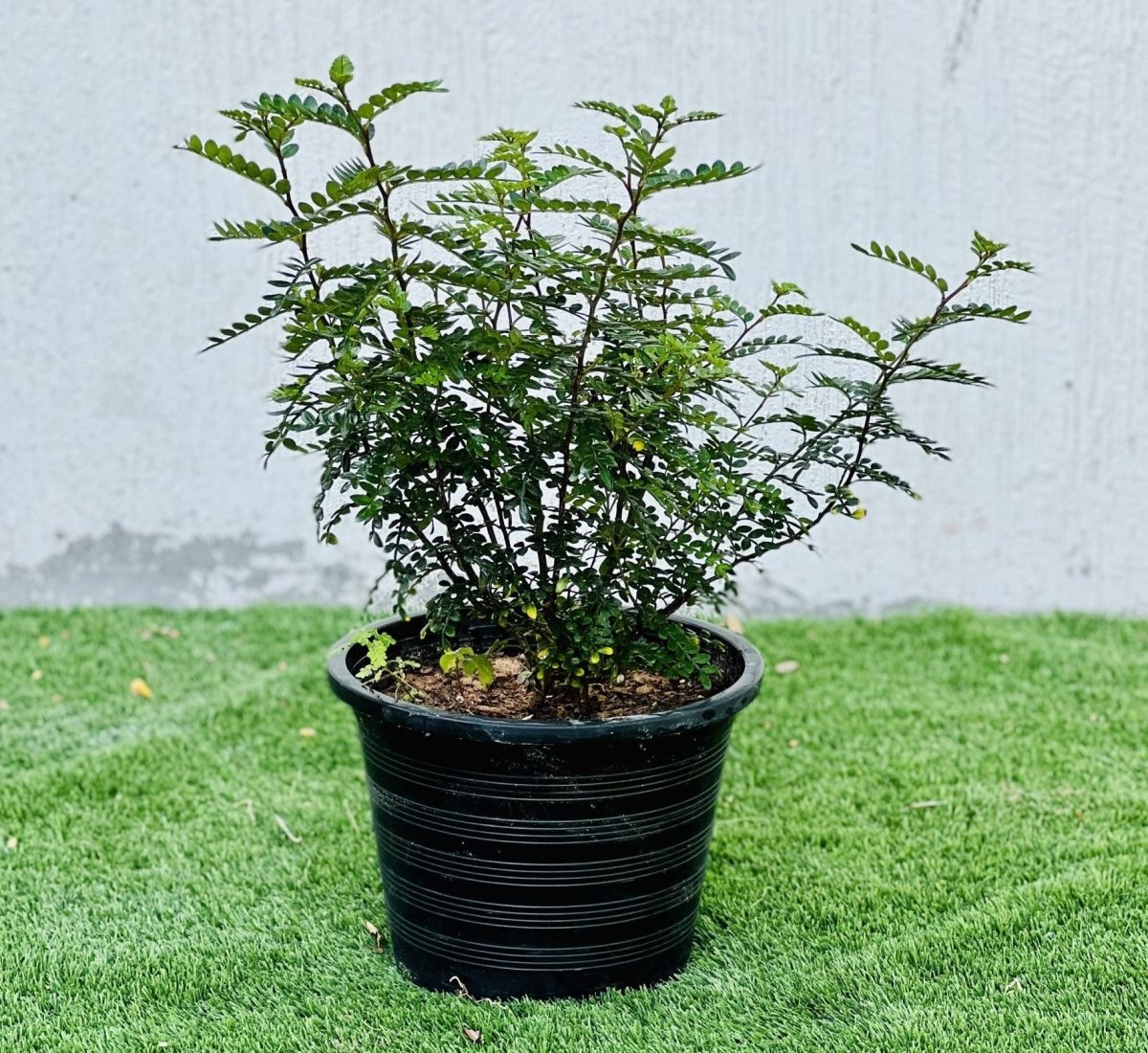 Lemon Pepper Plant | Zanthoxylum Odorum 30 - 50cm - Greensouq -