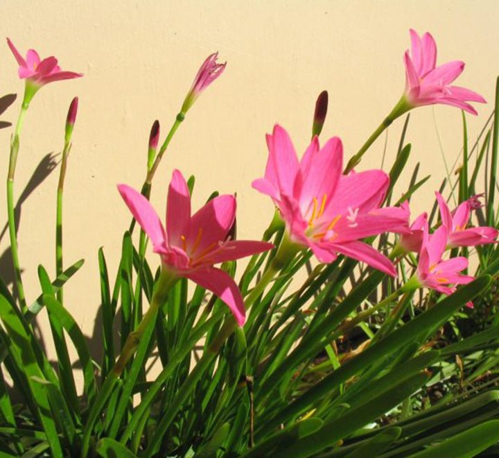 Zephyranthes Grandiflora | Pink Rain Lily | Zephyr lily 6Ltr pot - Greensouq - 