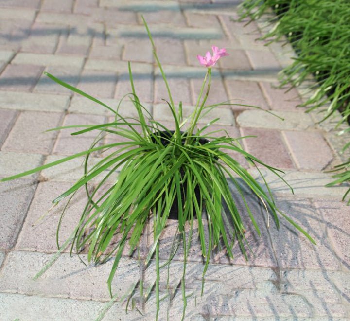 Zephyranthes Grandiflora | Pink Rain Lily | Zephyr lily 6Ltr pot - Greensouq - 
