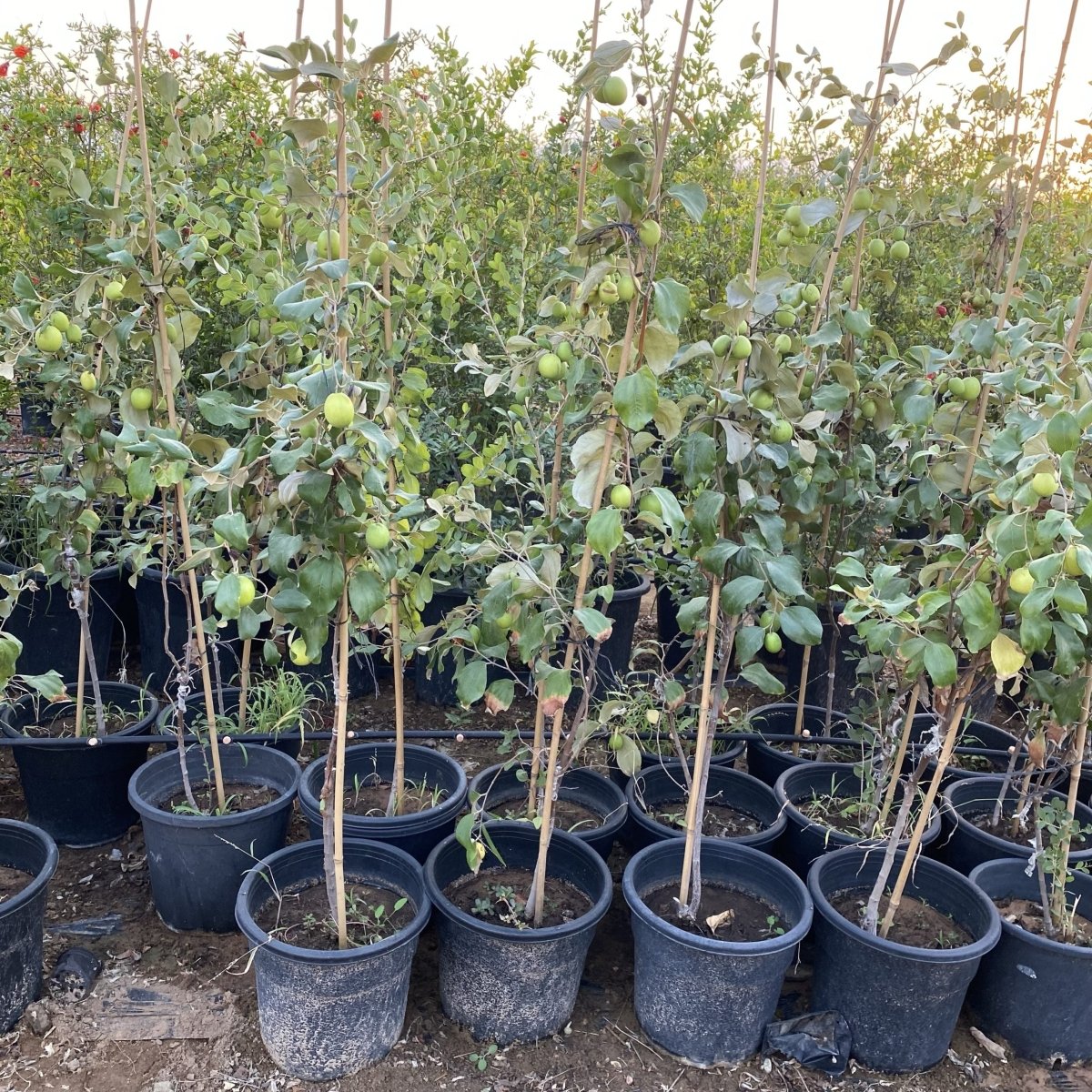 Ziziphus Jujuba Thai Or Jujube Tree 1.5 - 2.0m شجرة عناب - Greensouq - 