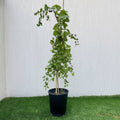 Sidr Tree شجرة سدر (No Spine) - Greensouq -