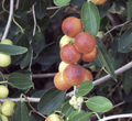 Ziziphus Spina Christi or Sidr Tree شجرة سدر - Greensouq - 