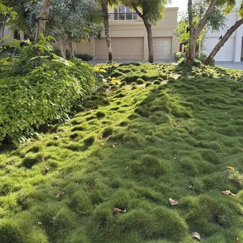 Zoysia Japonica or Korean Lawn Grass - Greensouq - 