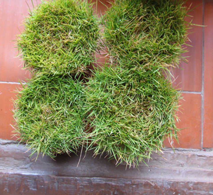 Zoysia Japonica or Korean Lawn Grass - Greensouq - 